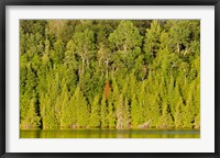 Framed Trees at the lakeside, Lake Muskoka, Ontario, Canada