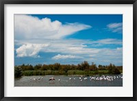 Framed Flamingos in a lake, Parc Ornithologique Du Pont de Gau, D570, Camargue, Bouches-Du-Rhone, Provence-Alpes-Cote d'Azur, France