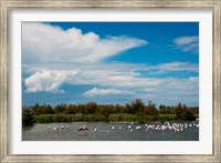 Framed Flamingos in a lake, Parc Ornithologique Du Pont de Gau, D570, Camargue, Bouches-Du-Rhone, Provence-Alpes-Cote d'Azur, France