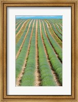 Framed Rows of Lavender, Provence-Alpes-Cote d'Azur, France