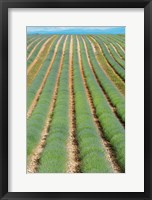 Framed Rows of Lavender, Provence-Alpes-Cote d'Azur, France