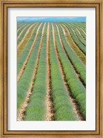 Framed Rows of Lavender, Provence-Alpes-Cote d'Azur, France