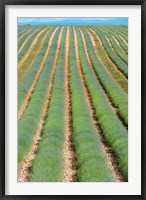 Framed Rows of Lavender, Provence-Alpes-Cote d'Azur, France