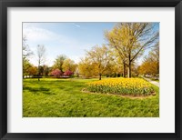 Framed Flowers with trees at Sherwood Gardens, Baltimore, Maryland, USA