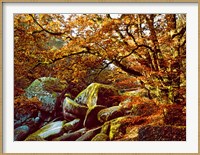 Framed Trees with Granite Rocks at Huelgoat forest in autumn, Finistere, Brittany, France