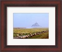 Framed Flock of sheep in a field with Mont Saint-Michel island in the background, Manche, Basse-Normandy, France