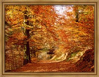 Framed Trees at Huelgoat forest in autumn, Finistere, Brittany, France