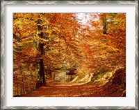 Framed Trees at Huelgoat forest in autumn, Finistere, Brittany, France