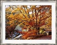 Framed Autumn in Huelgoat Forest, Brittany, France