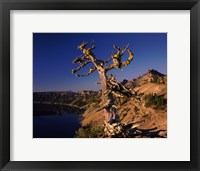 Framed Whitebark Pine tree at lakeside, Merriam Point, Crater Lake National Park, Oregon, USA