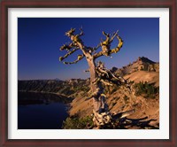 Framed Whitebark Pine tree at lakeside, Merriam Point, Crater Lake National Park, Oregon, USA