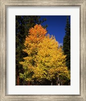 Framed Ponderosa pine with Aspen and Fir trees in autumn, Crater Lake National Park, Oregon, USA