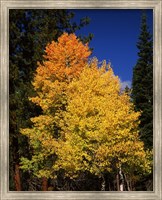 Framed Ponderosa pine with Aspen and Fir trees in autumn, Crater Lake National Park, Oregon, USA