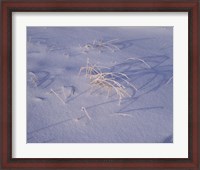 Framed Snow covered grass on South Rim, Crater Lake National Park, Oregon, USA