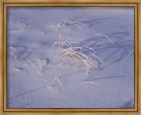 Framed Snow covered grass on South Rim, Crater Lake National Park, Oregon, USA