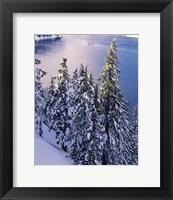 Framed Snow Covered Trees at South Rim, Crater Lake National Park, Oregon