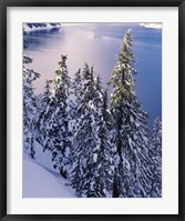 Framed Snow Covered Trees at South Rim, Crater Lake National Park, Oregon