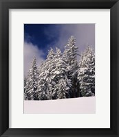 Framed Snow Covered Western Hemlock and Fir Trees on Munson Ridge, Crater Lake National Park, Oregon