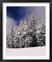 Framed Snow Covered Western Hemlock and Fir Trees on Munson Ridge, Crater Lake National Park, Oregon