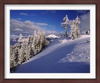 Framed Snow covered trees in winter, Mt. Scott, Crater Lake National Park, Oregon, USA
