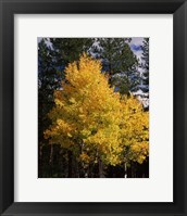 Framed Aspen and Ponderosa pine trees in autumn, Crater Lake National Park, Oregon, USA