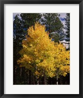 Framed Aspen and Ponderosa pine trees in autumn, Crater Lake National Park, Oregon, USA