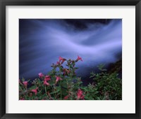 Framed Flowers on Plants, Castle Crest Wildflower Garden Trail, Munson Creek, Crater Lake National Park, Oregon