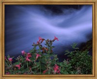 Framed Flowers on Plants, Castle Crest Wildflower Garden Trail, Munson Creek, Crater Lake National Park, Oregon