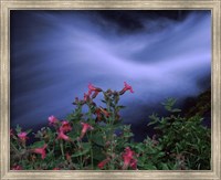 Framed Flowers on Plants, Castle Crest Wildflower Garden Trail, Munson Creek, Crater Lake National Park, Oregon