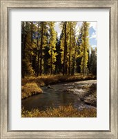 Framed Cottonwood trees along Annie Creek Canyon Trail, Crater Lake National Park, Oregon, USA