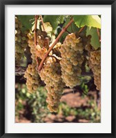 Framed Chardonnay Grapes, California