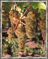 Framed Chardonnay Grapes, California