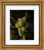 Framed Grapes in a Viineyard, Carneros Region, California