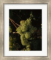 Framed Grapes in a Viineyard, Carneros Region, California