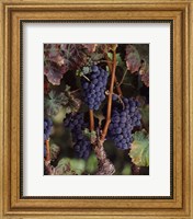 Framed Purple Grapes, Wine Country, California