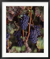 Framed Purple Grapes, Wine Country, California