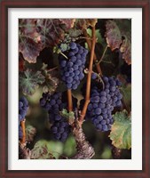 Framed Purple Grapes, Wine Country, California