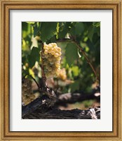 Framed Chardonnay Grapes in Vineyard, Carneros Region, California