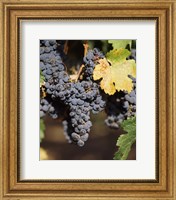 Framed Cabernet Sauvignon Grapes, Wine Country, California