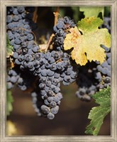 Framed Cabernet Sauvignon Grapes, Wine Country, California