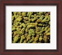 Framed Grapes in a vineyard, Domaine Carneros Winery, Sonoma Valley, California, USA