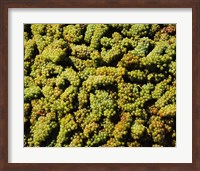 Framed Grapes in a vineyard, Domaine Carneros Winery, Sonoma Valley, California, USA