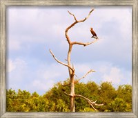 Framed Low angle view of a Cormorant (Phalacrocorax carbo) on a tree, Boynton Beach, Florida, USA
