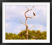 Framed Low angle view of a Cormorant (Phalacrocorax carbo) on a tree, Boynton Beach, Florida, USA