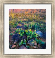 Framed Prickly pear and saguaro cacti, Santa Catalina Mountains, Oro Valley, Arizona, USA