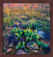 Framed Prickly pear and saguaro cacti, Santa Catalina Mountains, Oro Valley, Arizona, USA