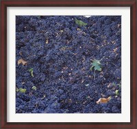 Framed Cabernet Sauvignon Grapes in Vineyard, Wine Country, California