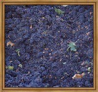 Framed Cabernet Sauvignon Grapes in Vineyard, Wine Country, California