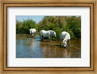 Framed Three Camargue white horses in a lagoon,  Camargue, Saintes-Maries-De-La-Mer, Provence-Alpes-Cote d'Azur, France