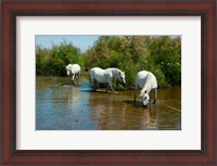 Framed Three Camargue white horses in a lagoon,  Camargue, Saintes-Maries-De-La-Mer, Provence-Alpes-Cote d'Azur, France